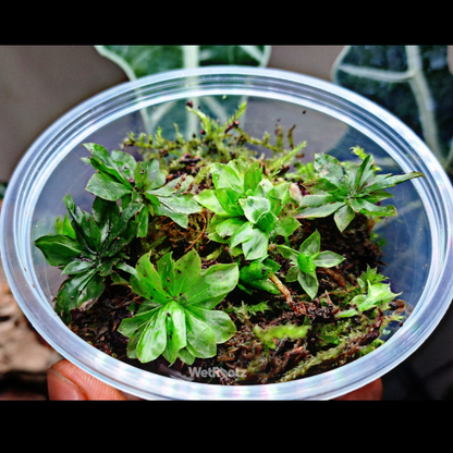 Umbrella Moss - Rhodobryum giganteum WetRootz