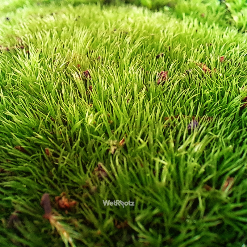 Cushion Moss WetRootz