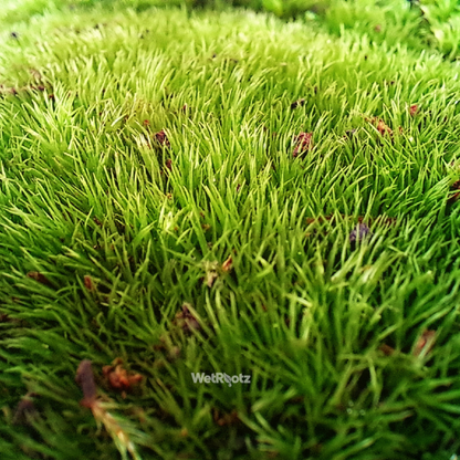 Cushion Moss WetRootz