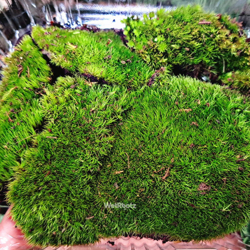 Cushion Moss WetRootz