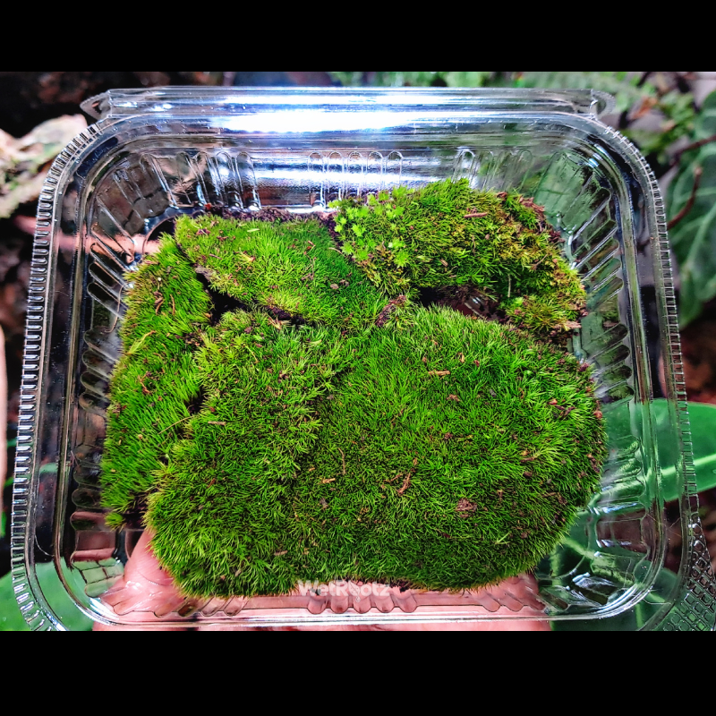 Cushion Moss WetRootz