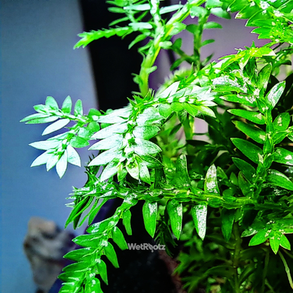 Selaginella kraussiana WetRootz