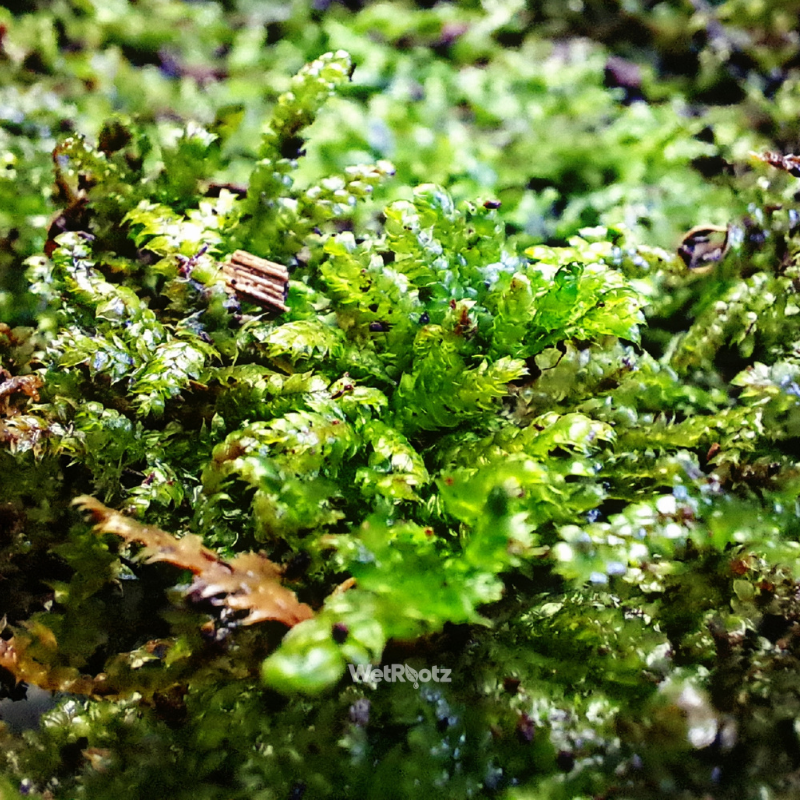 Hypnum Sheet moss WetRootz