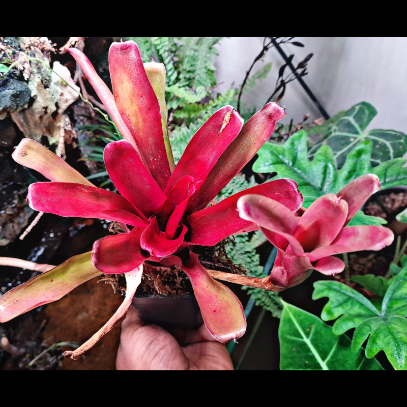Neoregelia Fireball - Bromeliad WetRootz