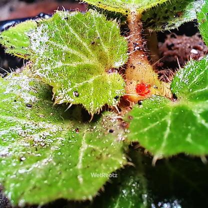 Saxifraga Stolonifera - Strawberry Begonia WetRootz