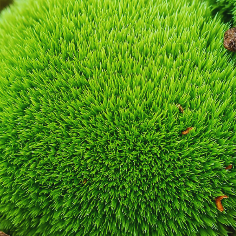 cushion moss WetRootz