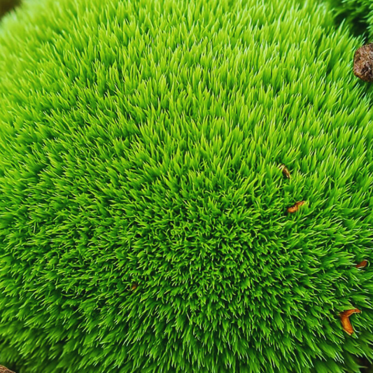 cushion moss WetRootz