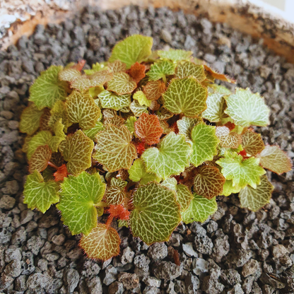 Micro Strawberry Begonia 