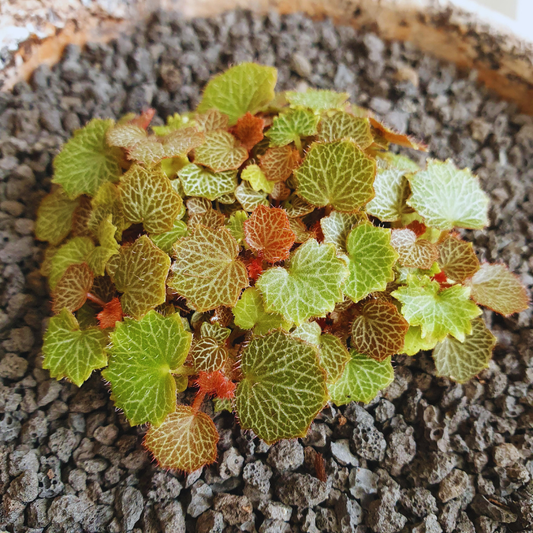 Micro Strawberry Begonia 