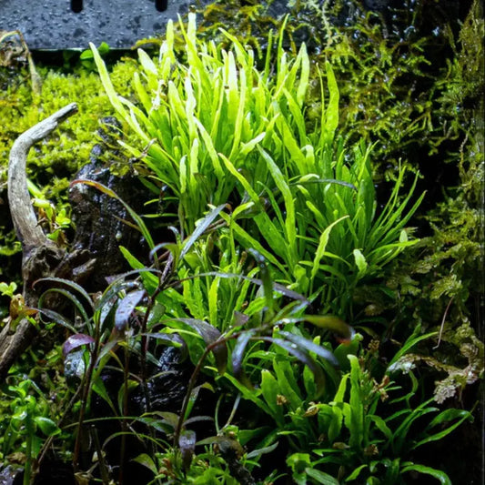 Hemigraphis repanda 'Green' WetRootz