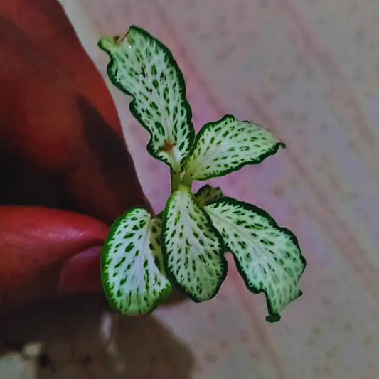 Fittonia White Forest Flame WetRootz