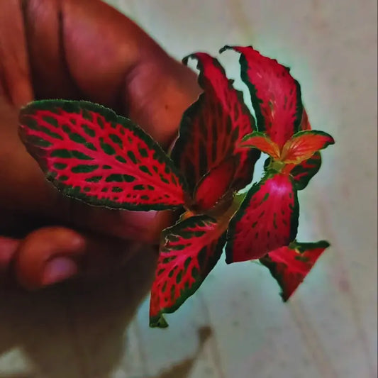 Fittonia Red Forest Flame WetRootz