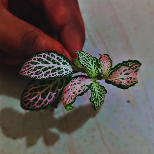 Fittonia  Pink Forest Flame WetRootz
