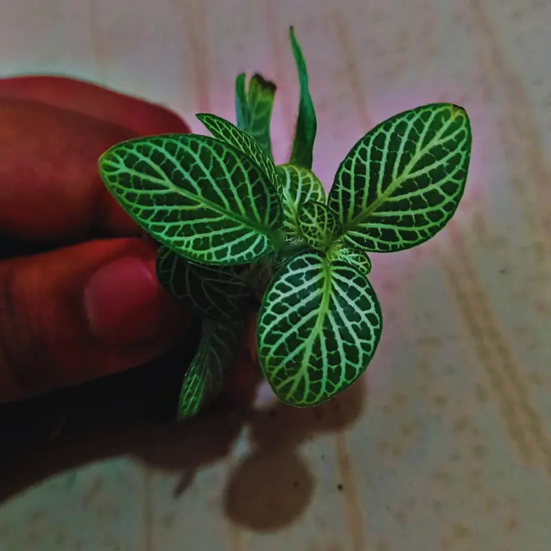 Fittonia Mini White WetRootz