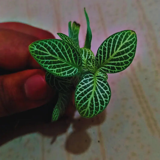 Fittonia Mini White WetRootz