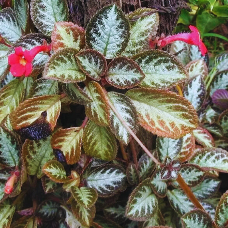 Episcia - Flame violet WetRootz