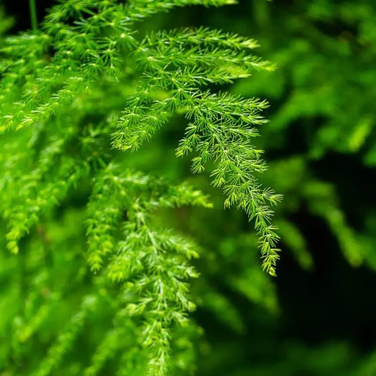 Asparagus setaceus (Asparagus Fern) WetRootz