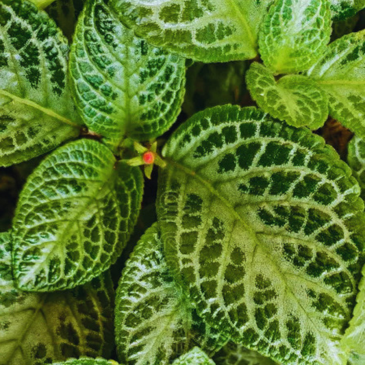 Episcia Faded Jade WetRootz