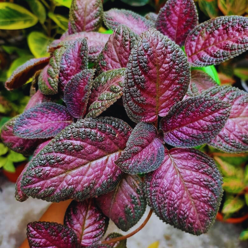 Episcia - Velvety Gem WetRootz
