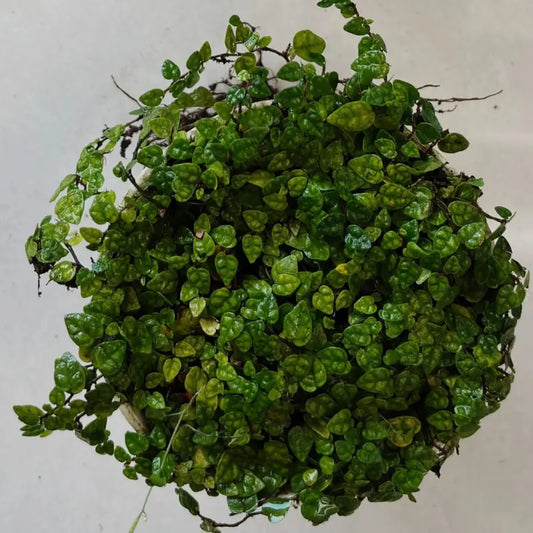 Ficus pumila var. minima - WetRootz