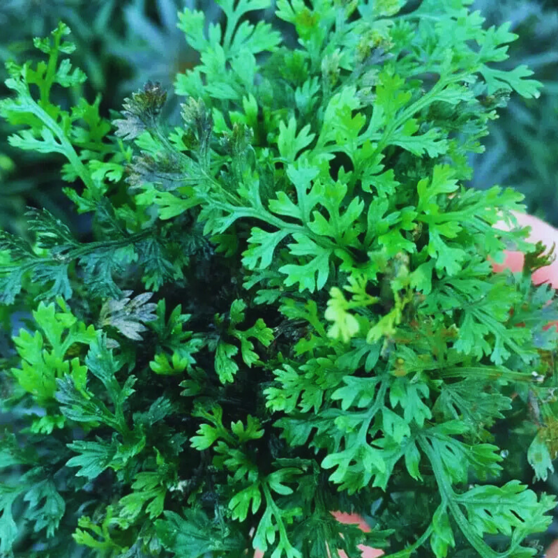 Mini Bolbitis Fern WetRootz