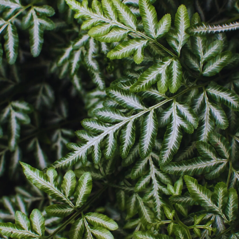 Pteris ensiformis 'Victoriae' (Silver Lace Fern) WetRootz
