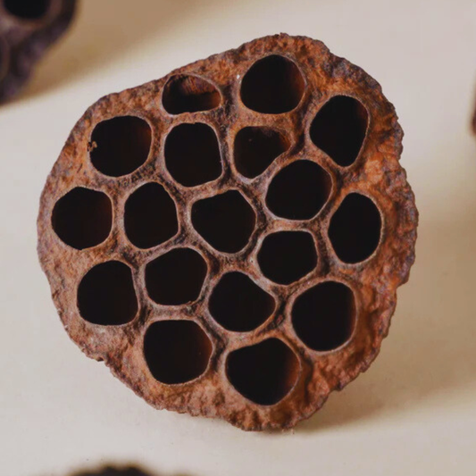 lotus pods WetRootz