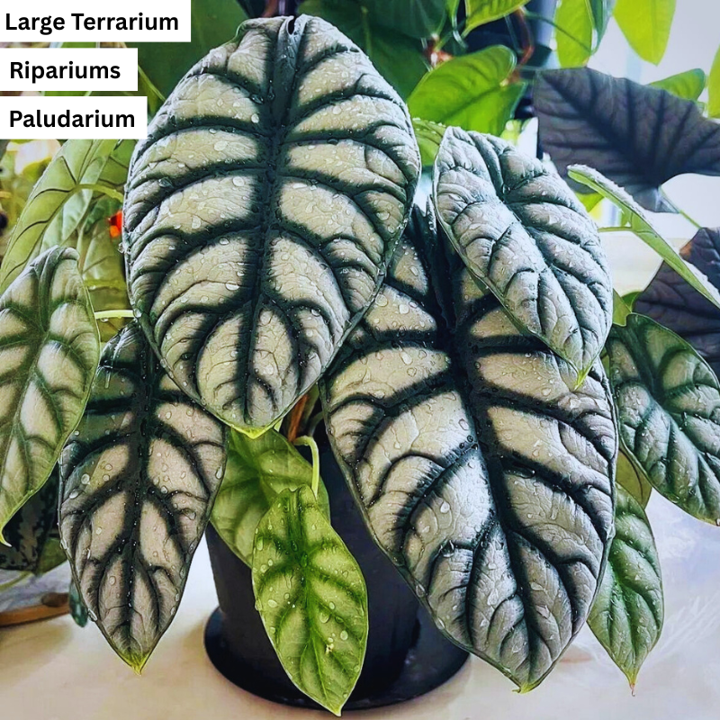 Alocasia Silver Dragon WetRootz