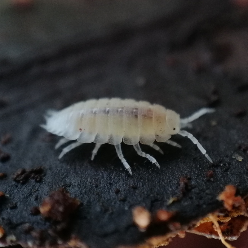 Trichorhina tomentosa - Dwarf White WetRootz