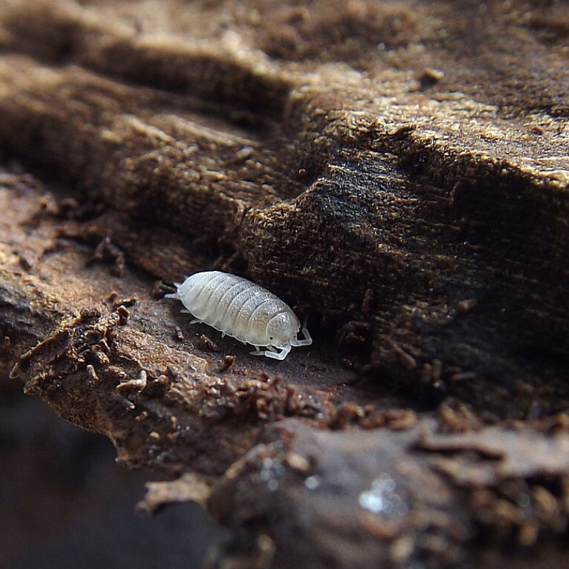 Trichorhina tomentosa - Dwarf White WetRootz