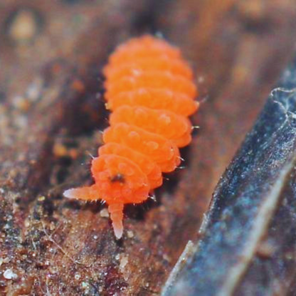 Orange Springtails (Yuukianura aphoruroides) WetRootz