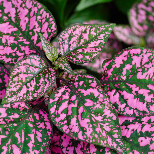 polka dot pink for sale