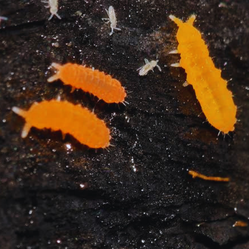 Orange Springtails (Yuukianura aphoruroides) WetRootz
