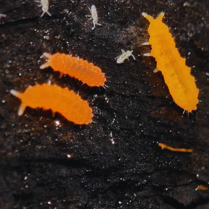 Orange Springtails (Yuukianura aphoruroides) WetRootz