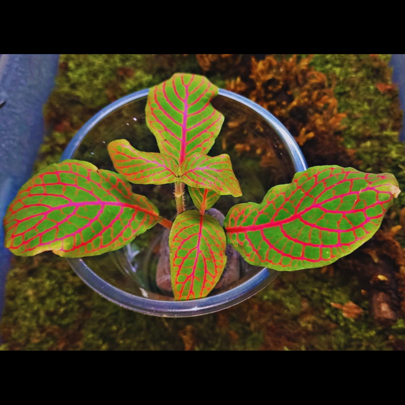Fittonia Verschaffeltii Fortissimo WetRootz