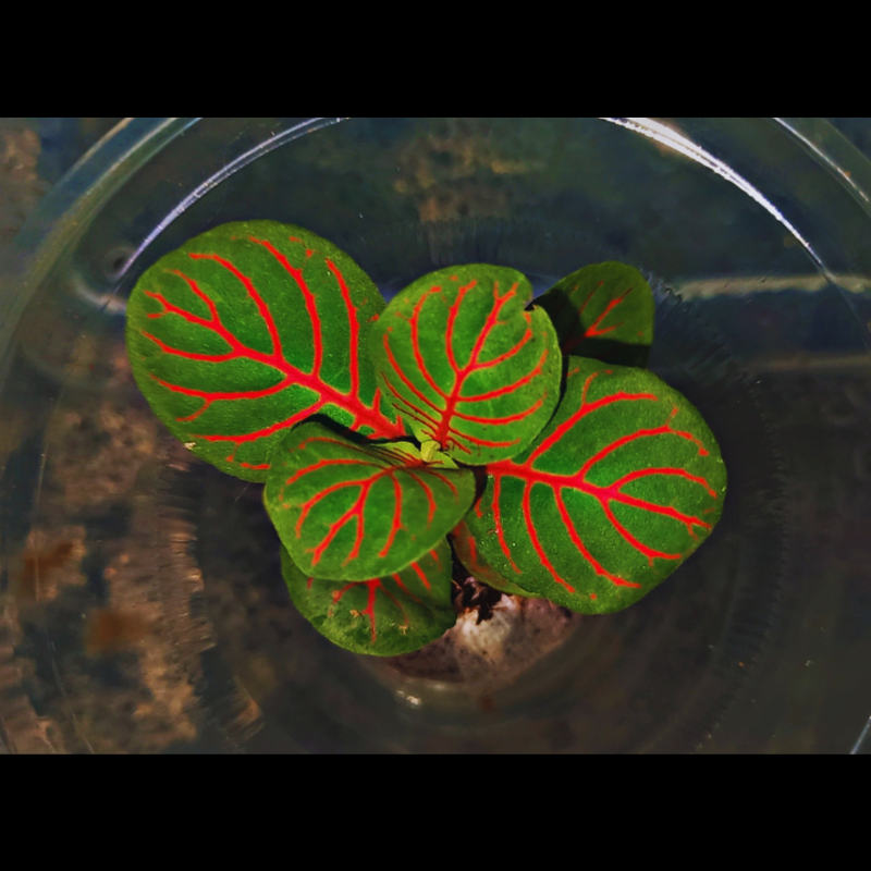 Fittonia Fortissimo Bubble WetRootz