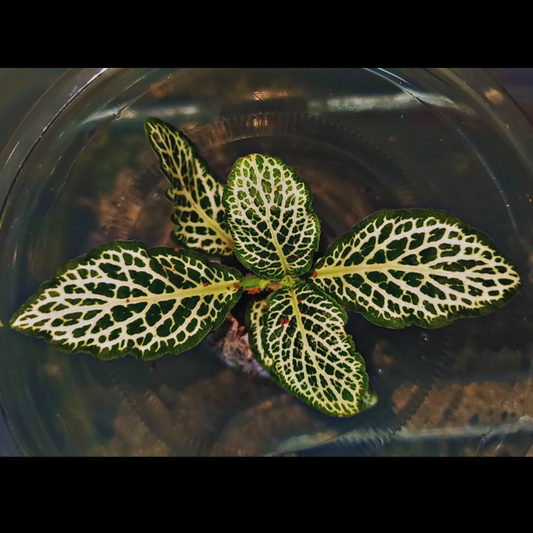 Fittonia White Forest Flame WetRootz