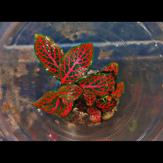 Fittonia Red Forest Flame WetRootz