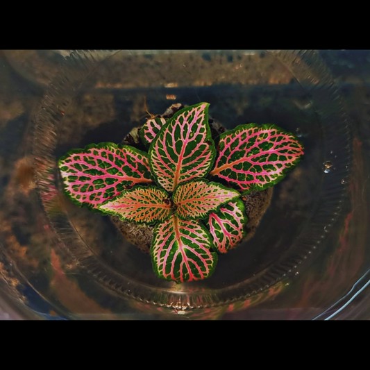 Fittonia  Pink Forest Flame WetRootz