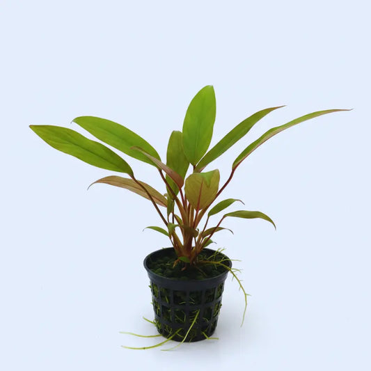 Aglaonema simplex WetRootz