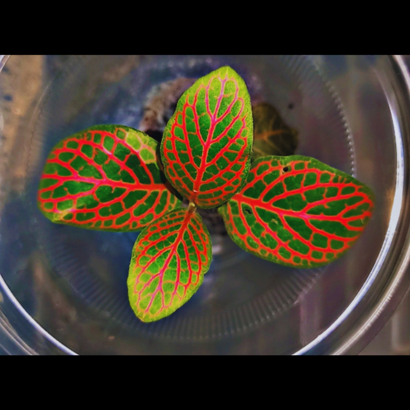Fittonia Red Nerve WetRootz