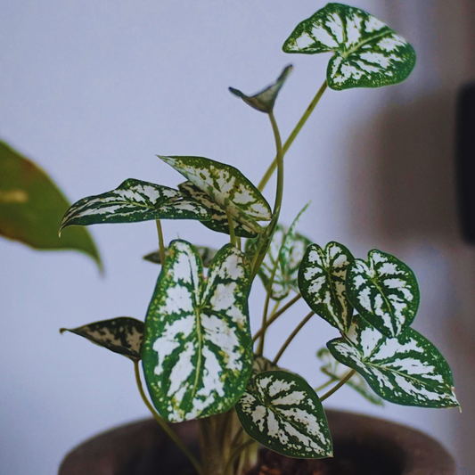 Caladium humboldtii (Mini White) WetRootz