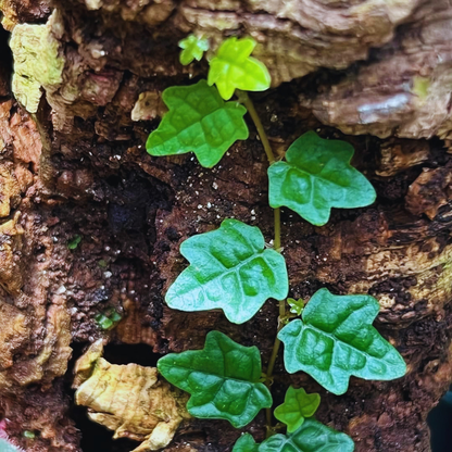 Ficus pumila ‘Quercifolia’ WetRootz