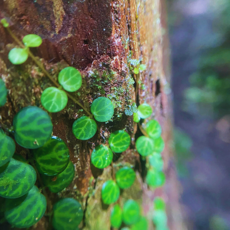 peperomia emarginella WetRootz