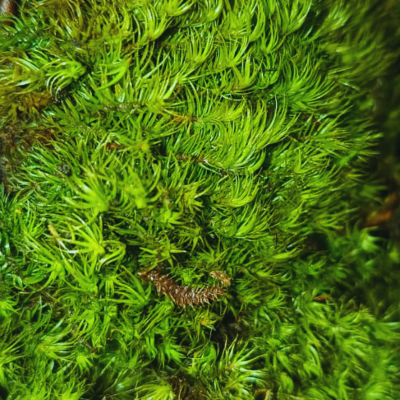 Dicranum scoparium - Mood moss WetRootz
