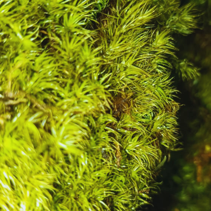 Dicranum scoparium - Mood moss WetRootz