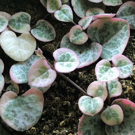 String of Hearts - Ceropegia woodii variegated WetRootz