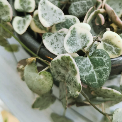 String of Hearts - Ceropegia woodii variegated WetRootz