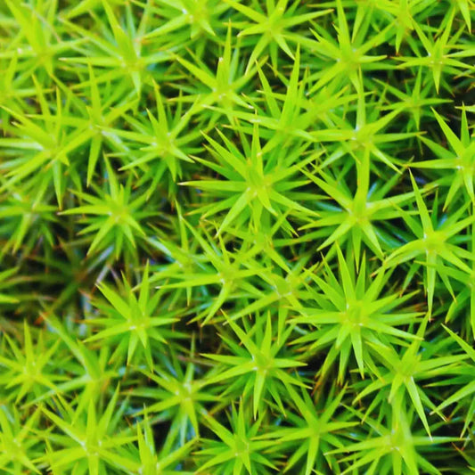 Star moss WetRootz
