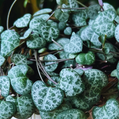 String of Hearts (Ceropegia woodii) WetRootz